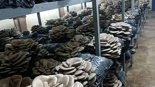 Kadınlar Tarafından Üretilen İstiridye Mantarının İlk Hasadı Yapıldı