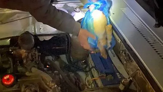 Kahramanmaraş'ta farla tavşan avında yakalanan şahısların otomobiline el konuldu