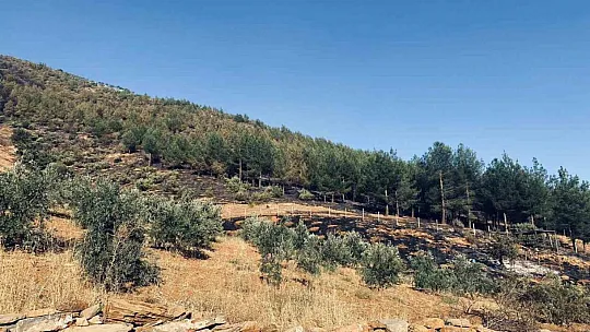Kahramanmaraş'taki orman yangınına müdahale sürüyor