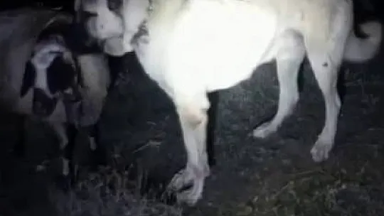 Kangal vefası ile hayret ettirdi