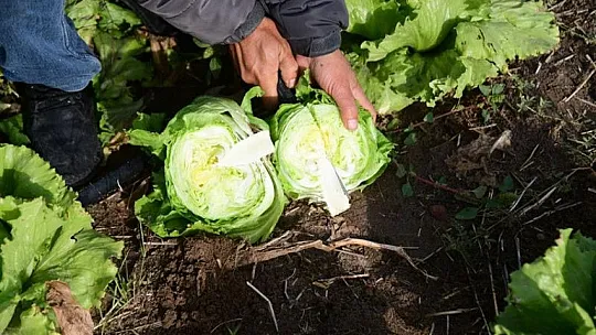 Kayseri'de ilk kez ekildi...