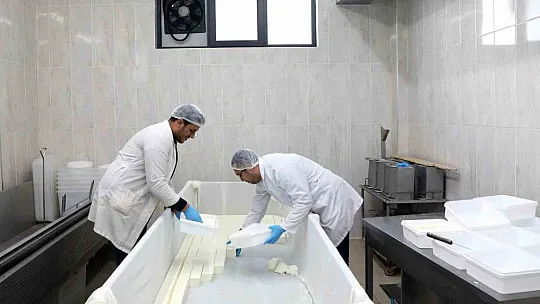 Süt, peynir yapılarak, depremzedelere gönderildi