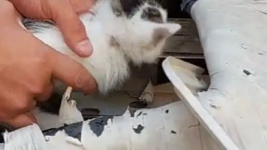Kedi bakın nereye sıkıştı