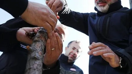 Kocasinan'da yabani alıç operasyonu!