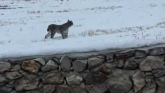 Köpeklerden kaçarken tel örgüde asılı kaldı
