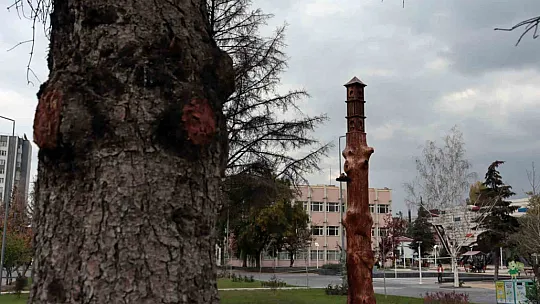 Ölü ağaçlar ölümsüzleşti
