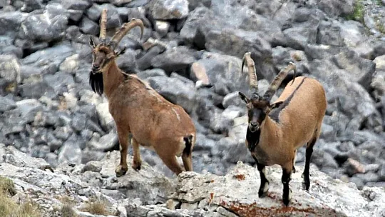 Nesli tükeniyor! Kayseri'de yeni gelişme...