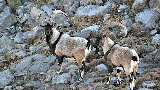 Nesli tükeniyor! Kayseri'de yeni gelişme...