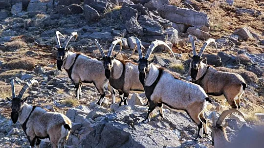 Nesli tükeniyor! Kayseri'de yeni gelişme...