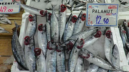 Balıkçı esnafı: Palamut fırtınası yaşanıyor...