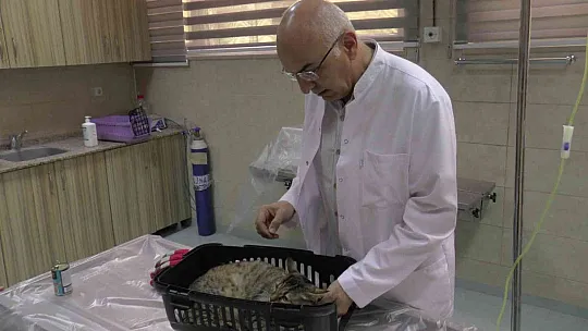 Her tüy dökülmesi hastalık sebebi mi?