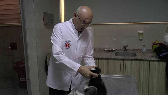 Her tüy dökülmesi hastalık sebebi mi?