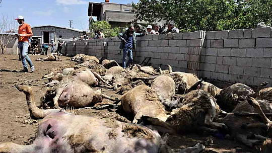 Besici hayatının şokunu yaşadı. Kurtlar!