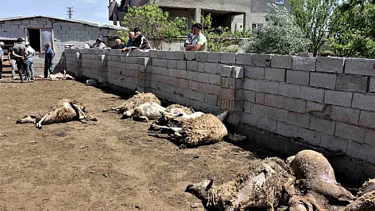 Besici hayatının şokunu yaşadı. Kurtlar!