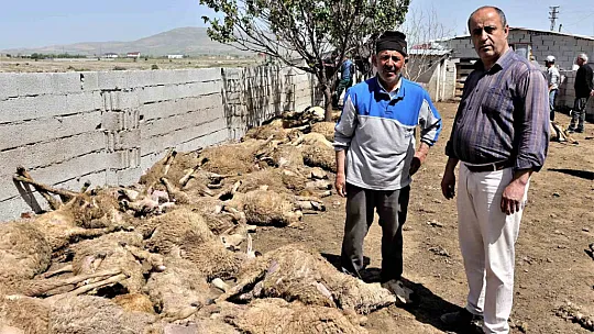 Besici hayatının şokunu yaşadı. Kurtlar!