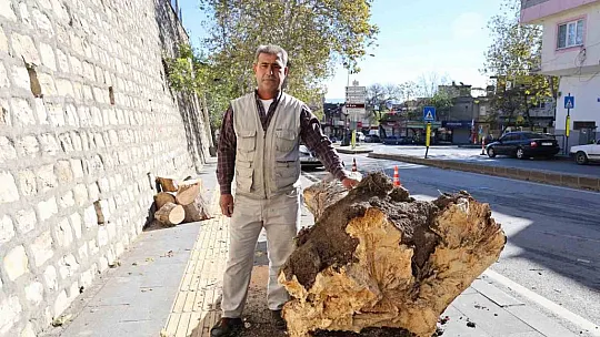 Şiddetli rüzgar ağaçları kökünden söktü, çatıları uçurdu