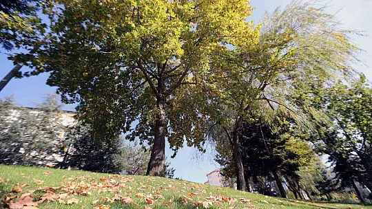 Sonbaharda yeşilin her tonu orada