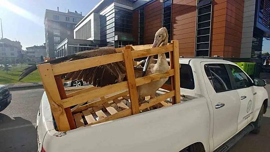 Yaralı pelikan tedavi altında