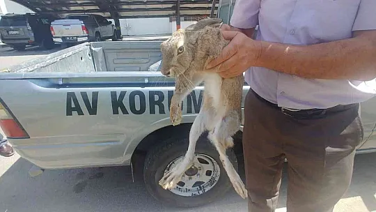 Yaralı tavşan tedavi altına alındı