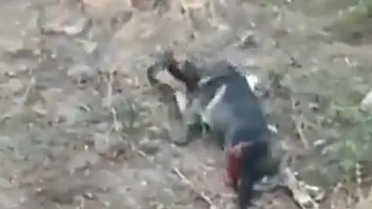 Yolun ortasında 2 köpeği vurdu