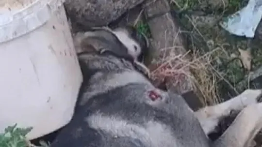 Yolun ortasında 2 köpeği vurdu