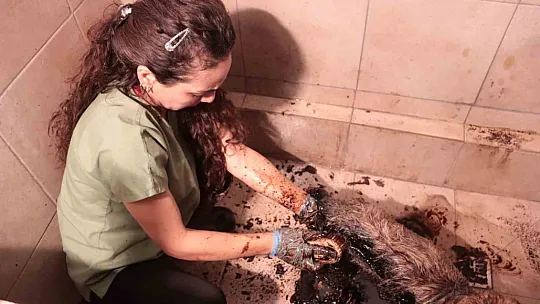 Yeniden hayata dönüyorlar