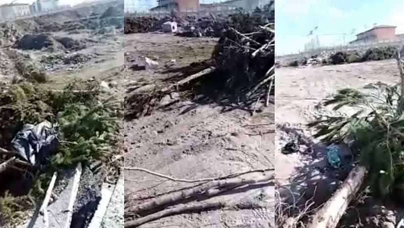 'Ağaç katliamına' tepki! Vatandaş isyan etti: Yazık değil mi?