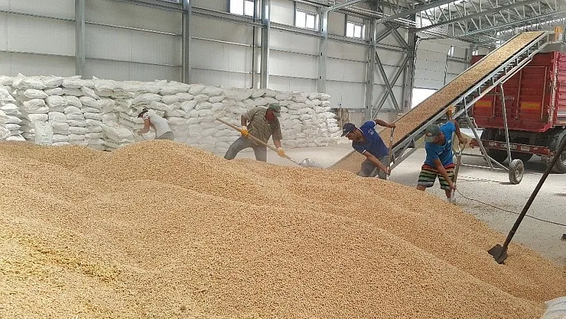 Kayseri Şeker nohut ve mercimek çiftçisini sevindirecek