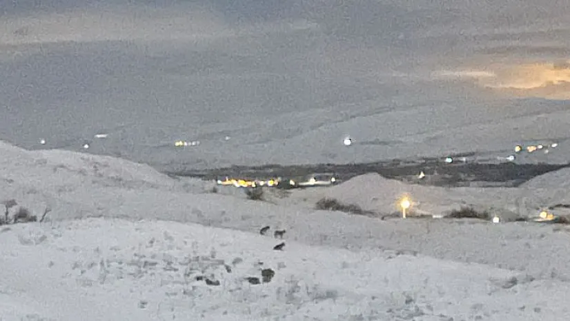 Kurtlar yerleşim yerine yaklaştı