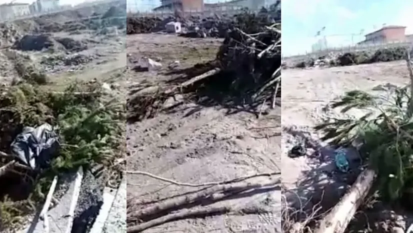 Melikgazi'den 'Ağaç katliamı' açıklaması: Vatandaş yapmış!